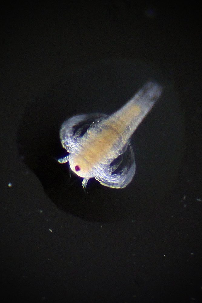ブラインシュリンプ（アルテミア）の孵化直後の幼生（ノープリウス）。オレンジ色で、稚魚の腹に入ると透けて見える。