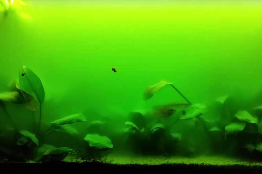 グリーンウォーターになった淡水水槽。植物プランクトンが増えて緑に濁っている。