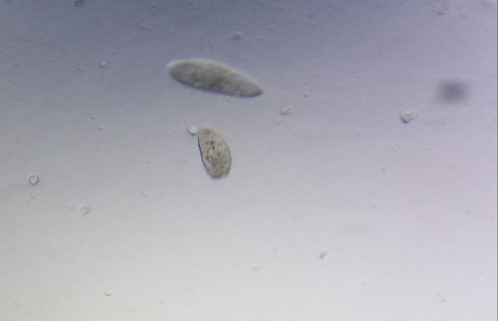 ゾウリムシ（Paramecium caudatum）。スリッパ形の単細胞生物で、ブラインシュリンプすら大きすぎる極小の稚魚の最初の生き餌になる。