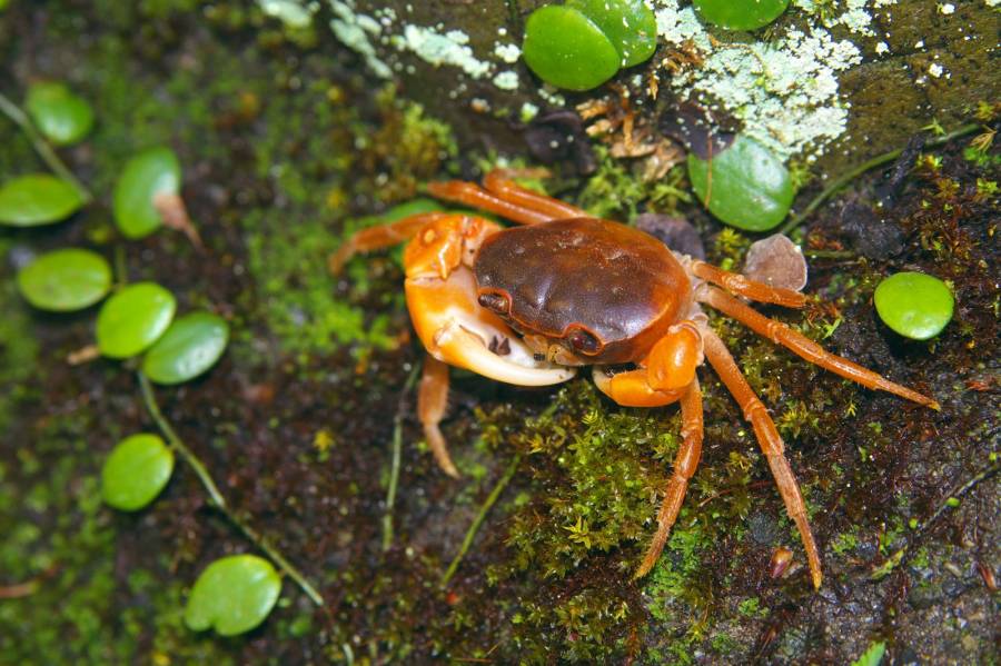 渓流沿いの湿った苔の上にいるサワガニ（赤色型）