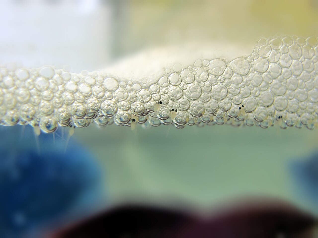 泡巣の中のベタの稚魚。この時点ではまだラビリンス器官を持たず、鰓呼吸だけで生きている。