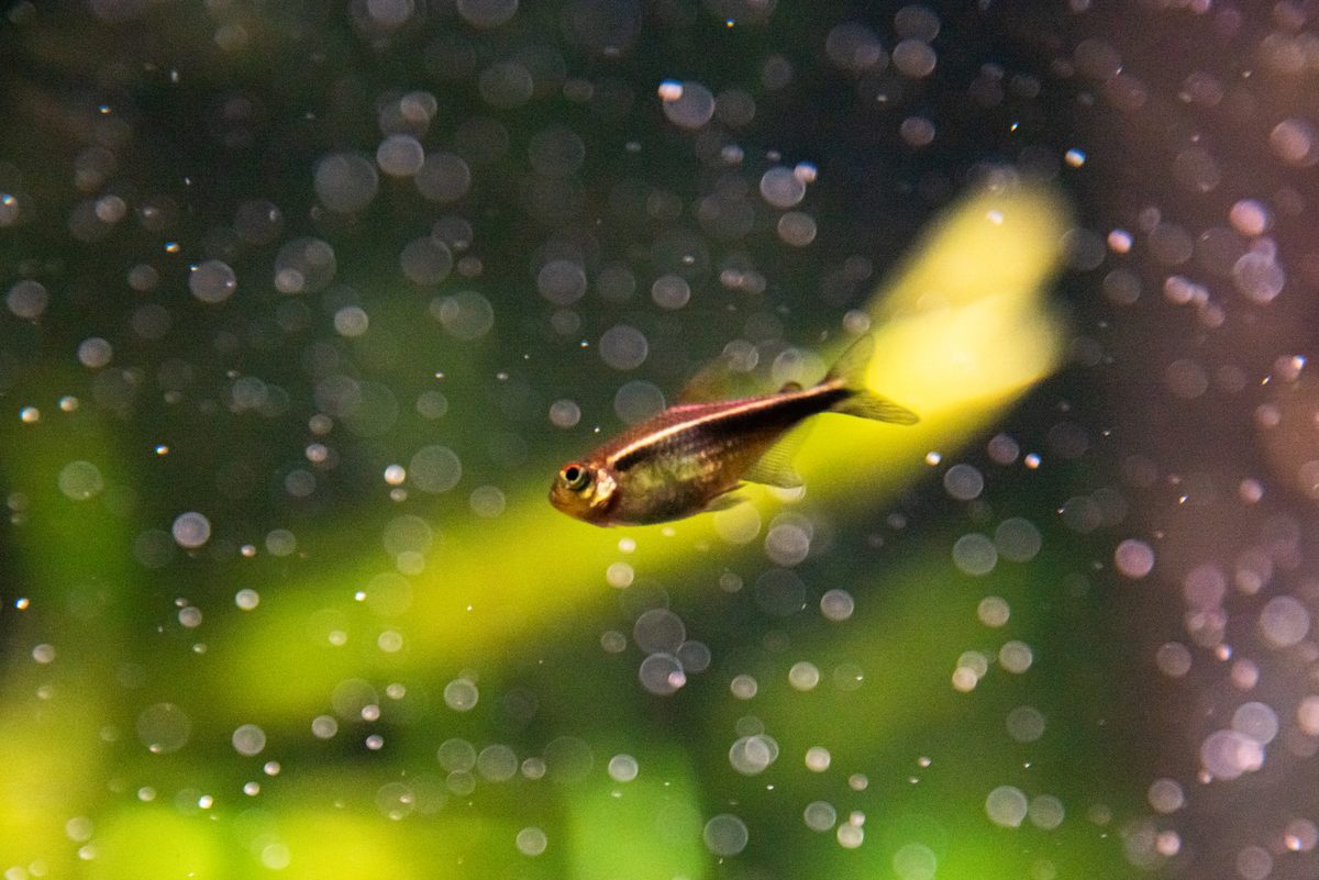出荷サイズのブラックネオン成魚。黒い帯の上を金色のラインが走る。