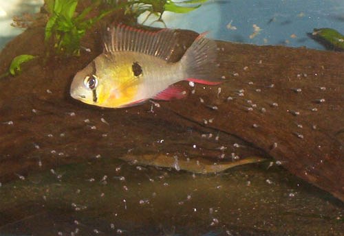 泳ぎ出した稚魚の群れを守る親。ボリビアンラムは両親で卵と稚魚を保護する。この子育ての確実さが「繁殖の優等生」たるゆえん。