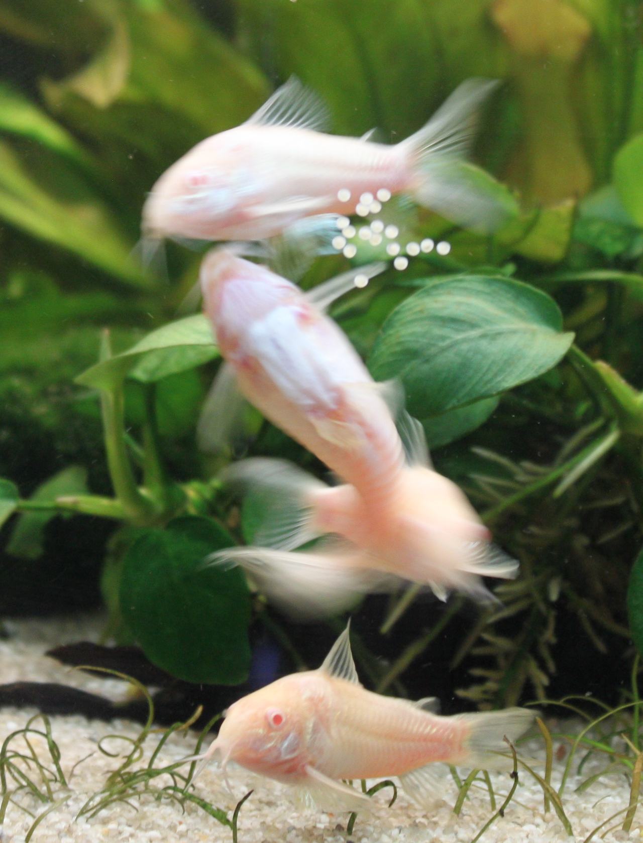 白コリ（アエネウスのアルビノ）が産卵している瞬間。白い卵がガラス面と水草に産みつけられているのが見える。白コリは赤コリと同じ魚で、繁殖のしかたも同じ。