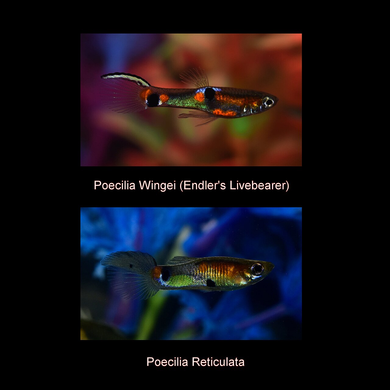 エンドラーズ（Poecilia wingei）とグッピー（Poecilia reticulata）の比較。近縁なため交雑し、しかもその雑種には繁殖能力がある。