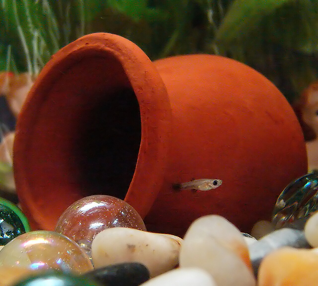 グッピーの稚魚。卵胎生なので、産まれた時点で泳げる状態になっている。