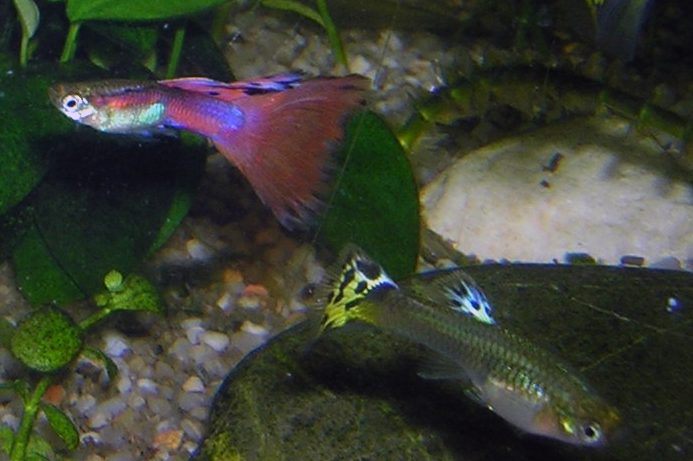 オス（上）とメス（下）。オスは尻ビレが棒状の交接器に変形し、体色が鮮やかで尾が大きい。メスは体が大きく、尻ビレは三角形のまま。