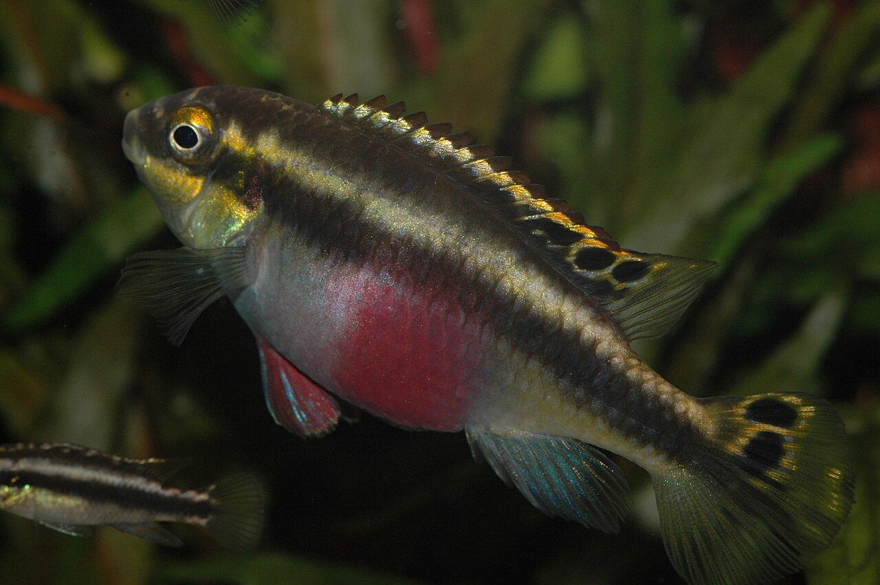 メス。繁殖期は腹部が鮮やかな赤紫（パープルベリー）に染まる。多くの魚と逆で、この魚はメスのほうが派手。この腹の色が雌雄の目印になる（左下に地味なオスが見える）。
