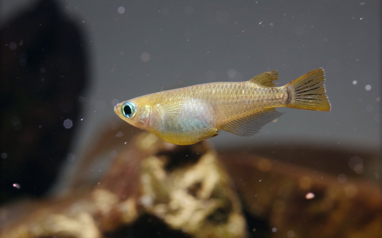 メダカ（Oryzias latipes）。幹之メダカは、この背側が青白く光る「体外光」を持つように改良された品種。
