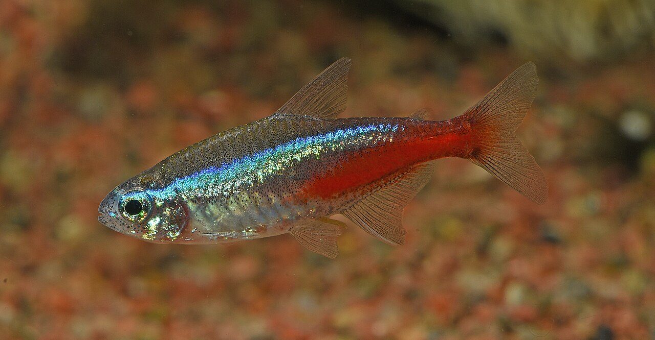 ネオンテトラ。青く光る帯と、後ろ半分だけの赤。熱帯魚の定番だが、家庭で殖やすのは最難関の部類。