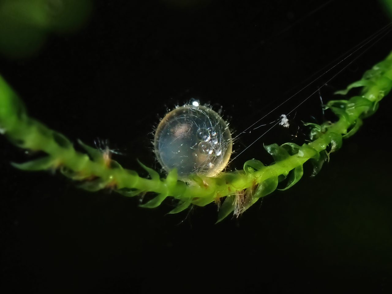 メダカの卵。表面の付着糸で水草に絡みつく。透明なので中の胚の育ち（黒い眼や油球）が透けて見える。