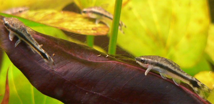 水草の葉についた茶ゴケを舐める並オトの群れ。繁殖を狙うなら、まず健康な群れ（6匹以上）とじゅうぶんな餌（茶ゴケ）を用意する。