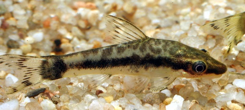 オトシンクルス（並オト）。丸い吸盤状の口で茶ゴケを舐める。写真は Otocinclus macrospilus。並オトは vittatus と macrospilus が区別されず混ざって流通する。
