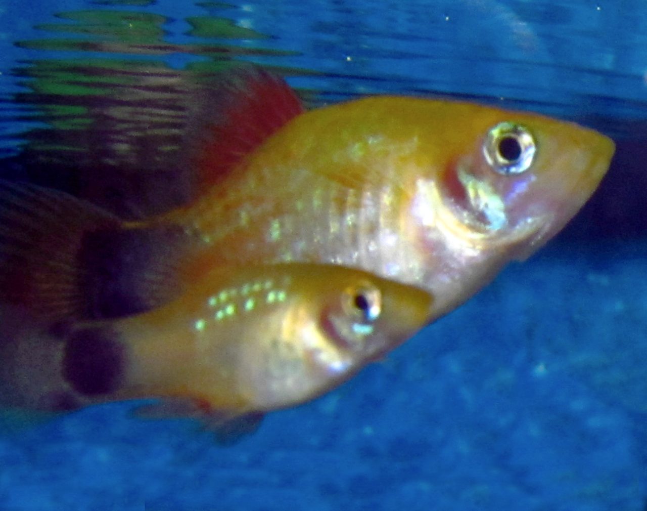 親（上）と稚魚（下）。卵胎生なので稚魚は生まれた時点で親のミニチュアの姿をしており、すぐに餌を食べられる。