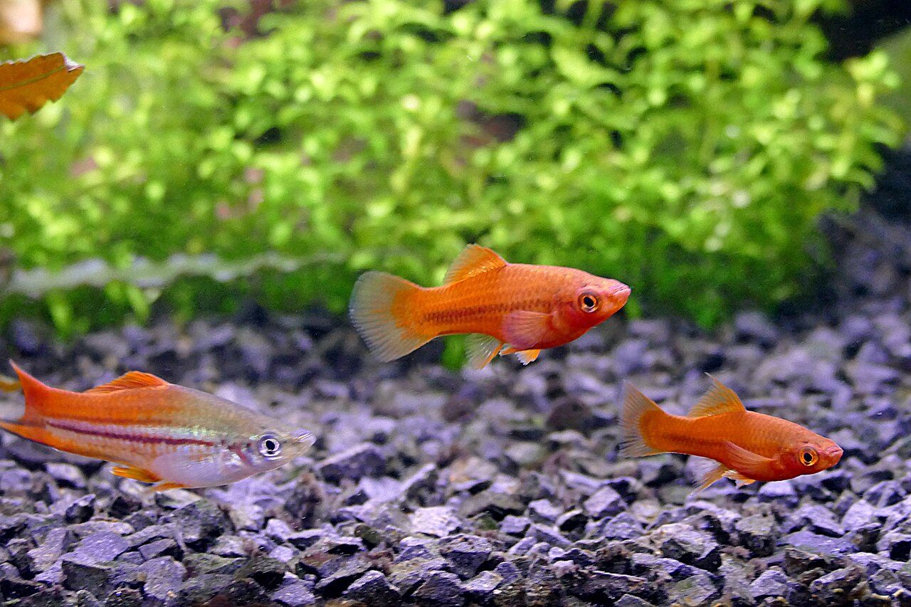 若魚。左の銀色の個体は野生に近い体色、右は赤系。この時期はまだ剣が出ず雌雄の判別が難しい。